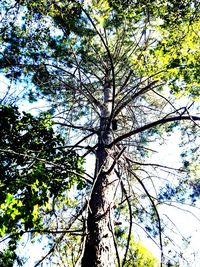 Low angle view of tree against sky