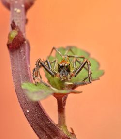 Epeus flavobilineatus spider. on a plant