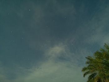 Low angle view of tree against sky at night