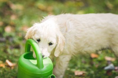 Close-up of a dog drinking water