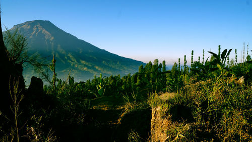 Panoramic view of landscape against clear blue sky