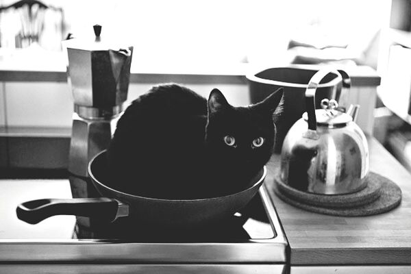 indoors, pets, domestic animals, animal themes, mammal, one animal, domestic cat, cat, table, looking at camera, portrait, sitting, black color, home interior, close-up, chair, feline, relaxation, no people, focus on foreground