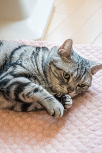 High angle view of cat resting