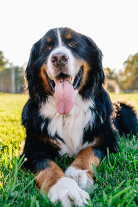Close-up portrait of dog sitting on grass