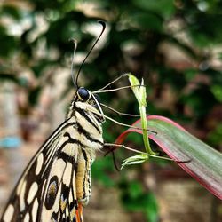 Close-up of butterfly on leaf