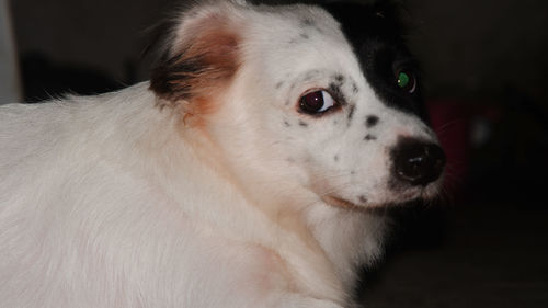 Close-up of dog looking away at home