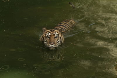 tiger