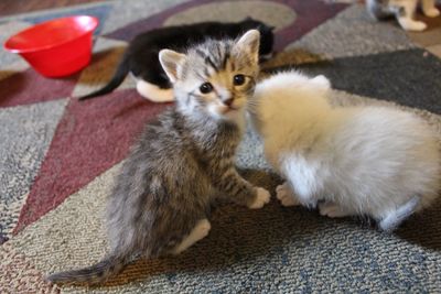 High angle view of cat