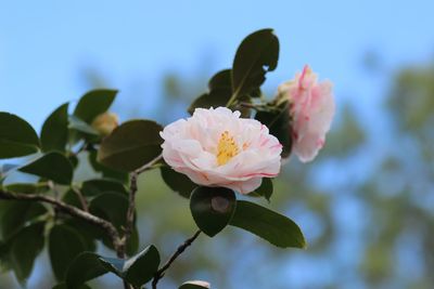 Close-up of pink flowers blooming against sky