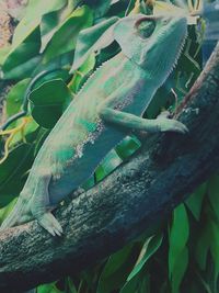 Close-up of lizard on leaf