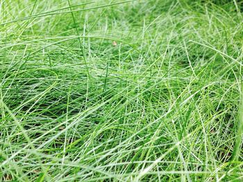 Full frame shot of grass on field