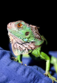 Close-up of lizard on hand