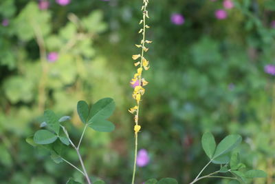 Close-up of pink flowering plant on field