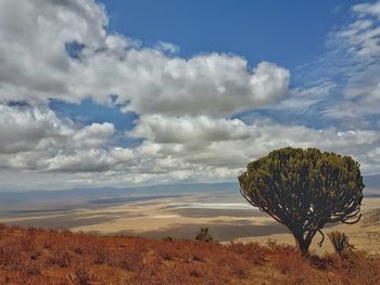 Cactus growing on field against sky