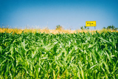 Surface level of corn field against clear sky