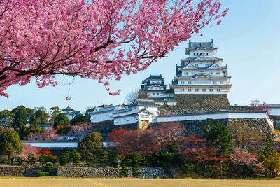 Low angle view of cherry blossom tree outside building