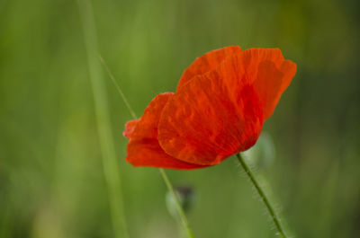 Close-up of red poppy flower