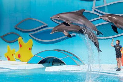 View of an animal swimming in pool