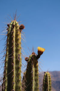 Close-up of plant against clear sky