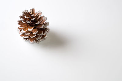 Close-up of flower over white background