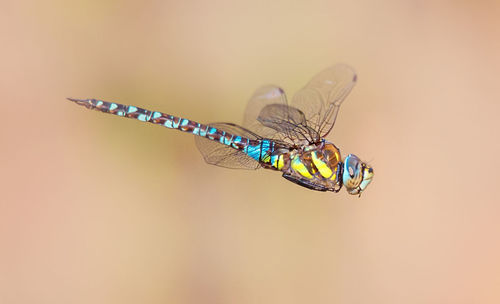 Close-up of dragonfly against colored background