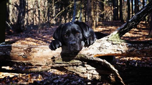 Close-up of a dog on wood