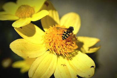 Close-up of bee pollinating on yellow flower