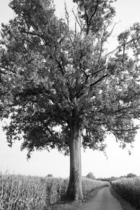 Trees on field