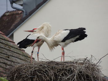 Close-up of bird