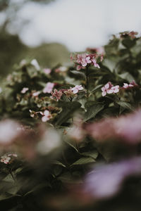 Close-up of flowering plant