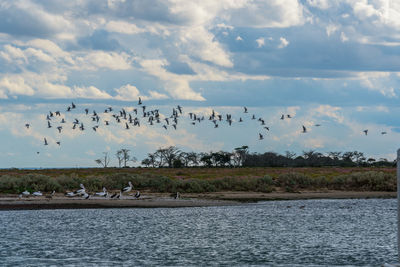 Flock of birds flying over sea against sky