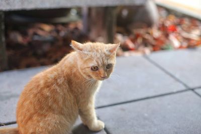 Portrait of cat sitting on footpath