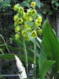 Close-up of plant