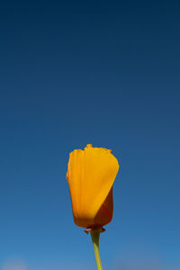 Close-up of yellow flower against clear blue sky