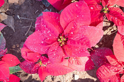 High angle view of wet pink flowering plant