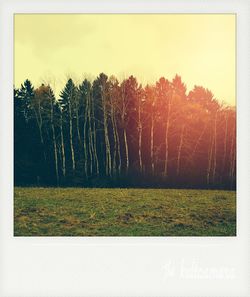 Scenic view of field and trees against sky