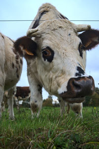 Cows on field