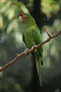 Close-up of parrot perching on branch