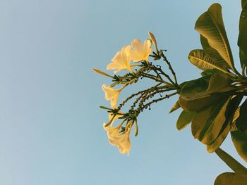 Low angle view of tree against clear sky