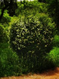 View of trees in the forest