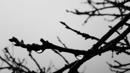 Low angle view of silhouette bird on branch against sky