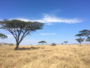 Trees on field against sky