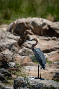 Gray heron perching on rock