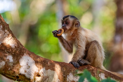 Close-up of hooded capuchin monkey on tree eating 