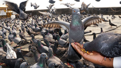 Flock of pigeons feeding