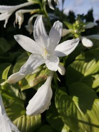 Close-up of white flowering plant