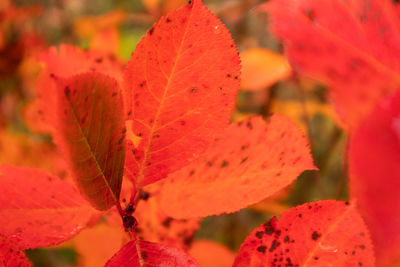 A beautiful red leaves of the aronia bush in autumn. bright natural pattern in the garden. 