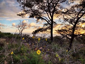 Scenic view of flowering trees on field against sky