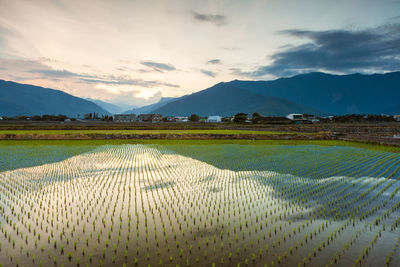 Scenic view of agricultural field against sky