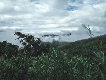 Scenic view of field against sky